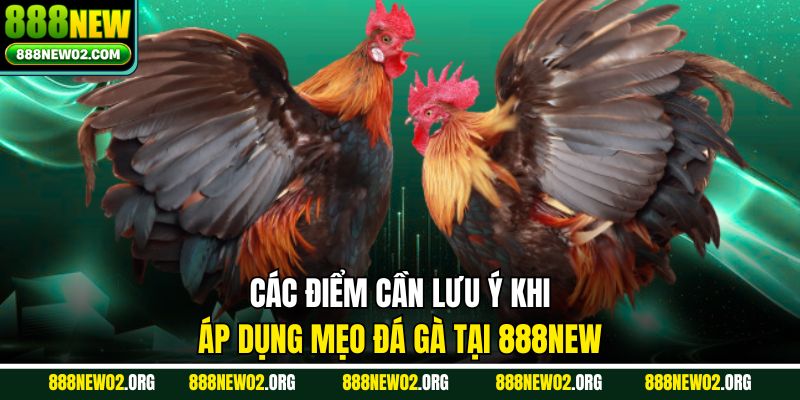 Các điểm cần lưu ý khi áp dụng mẹo đá gà tại 888new