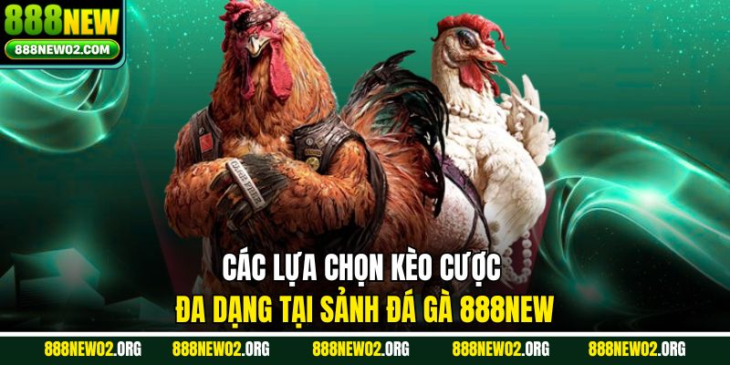 Các lựa chọn kèo cược đa dạng tại sảnh đá gà 888NEW