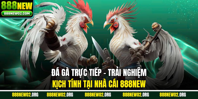 Đá Gà Trực Tiếp – Trải Nghiệm Kịch Tính Tại Nhà Cái 888NEW