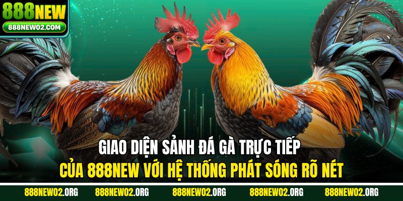 Giao diện sảnh đá gà trực tiếp của 888NEW với hệ thống phát sóng rõ nét