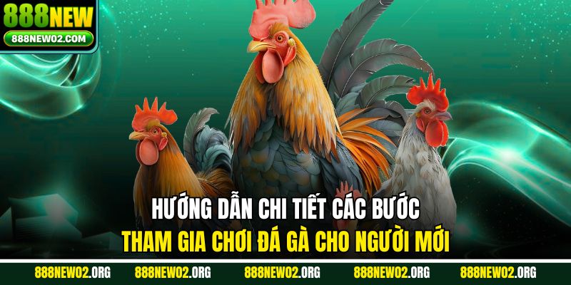 Hướng dẫn chi tiết các bước tham gia chơi đá gà cho người mới
