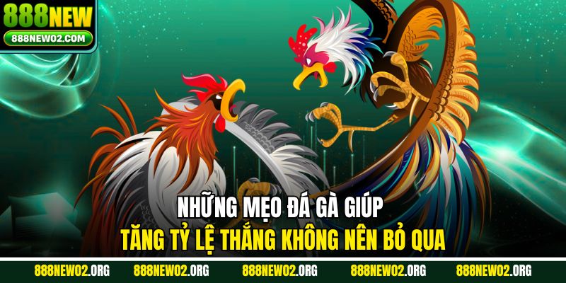 Những mẹo chơi đá gà ít người biết giúp tăng tỷ lệ thắng