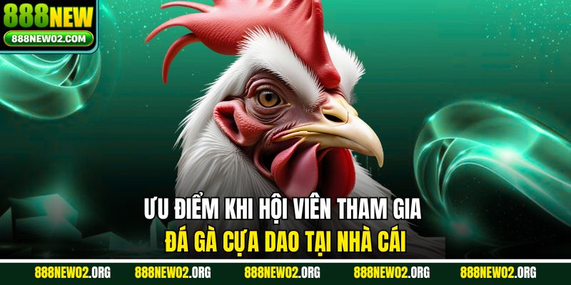 Ưu điểm khi hội viên tham gia đá gà cựa dao tại nhà cái
